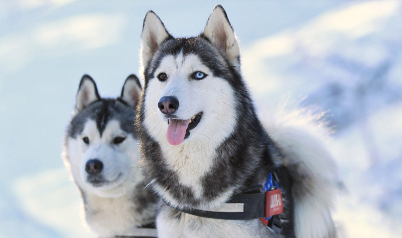 阿拉斯加雪橇犬与哈士奇的区别