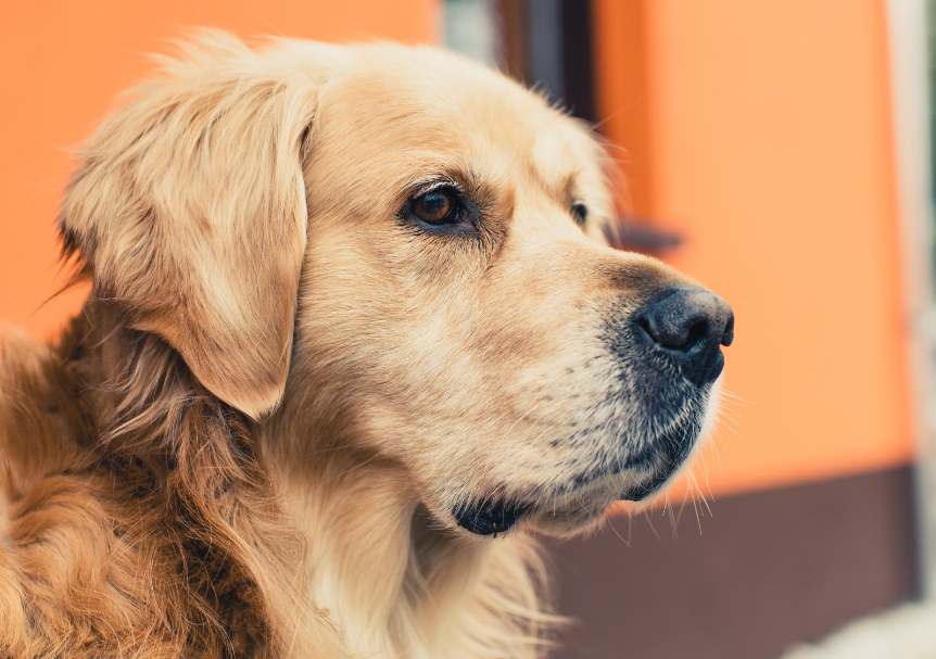 训练金毛犬的最好方法 江苏雅博动物健康科技有限责任公司 Abram专业从事宠物饲料添加剂 预混合饲料定制的生产企业